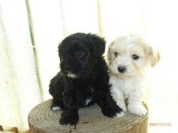 i158192676_76418_31_1_000