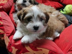 queenyinmeinembett381_1