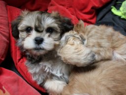 queenyinmeinembett383_1