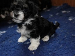 queenyinmeinembett435_1