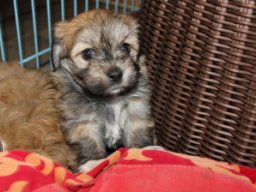 queenyinmeinembett476_1