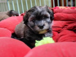 queenyinmeinembett498_1