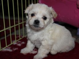 requalbilderonlineshop051_1