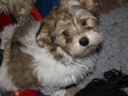 requalbilderonlineshop262_1